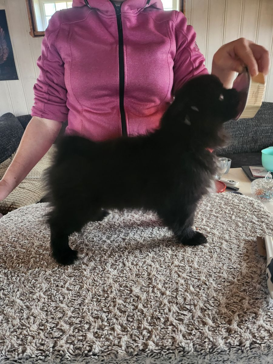 Tibetan Spaniel