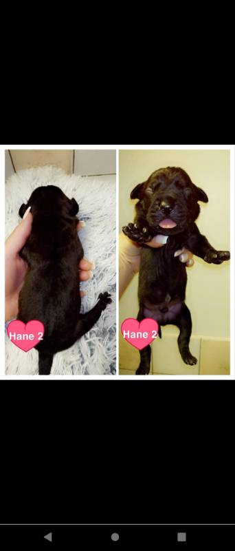 little angels paws