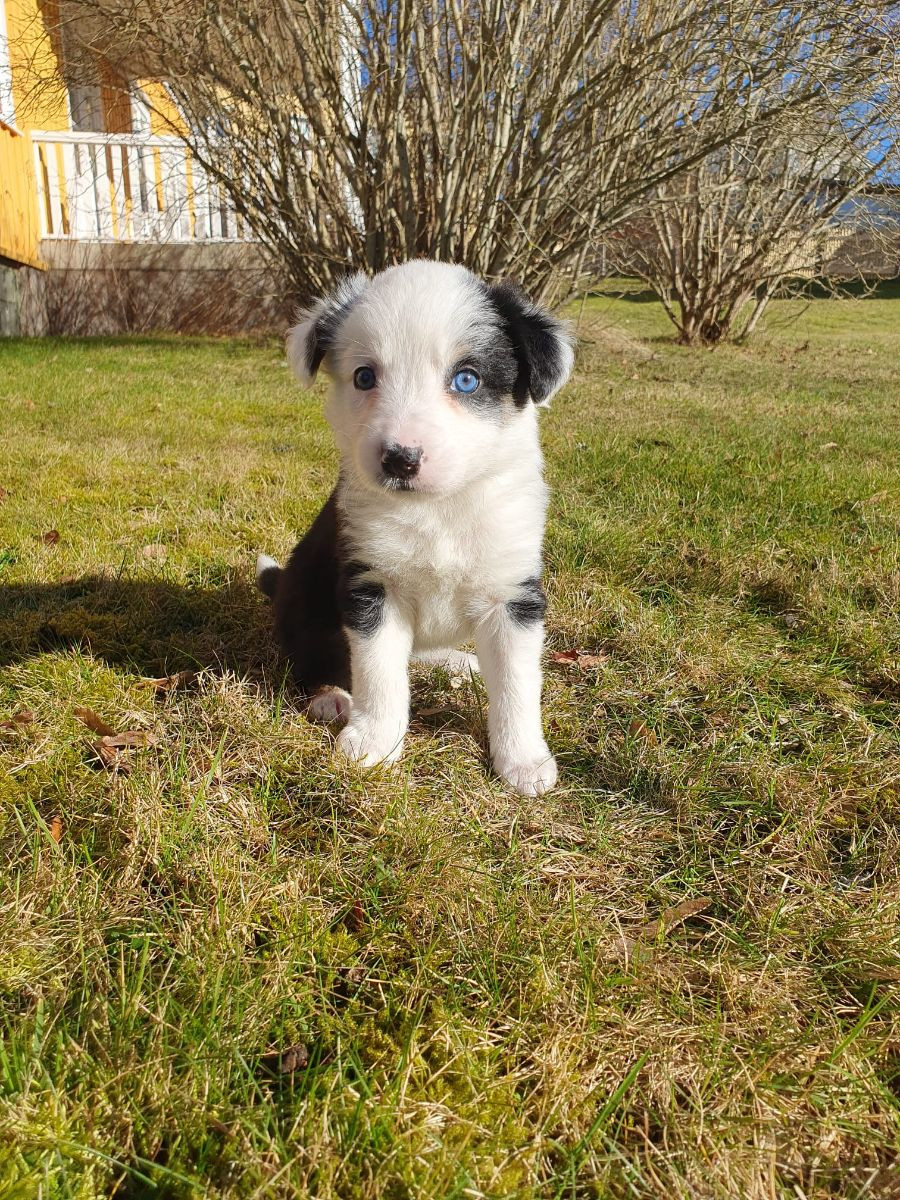 Canis