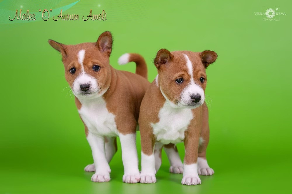 Basenji