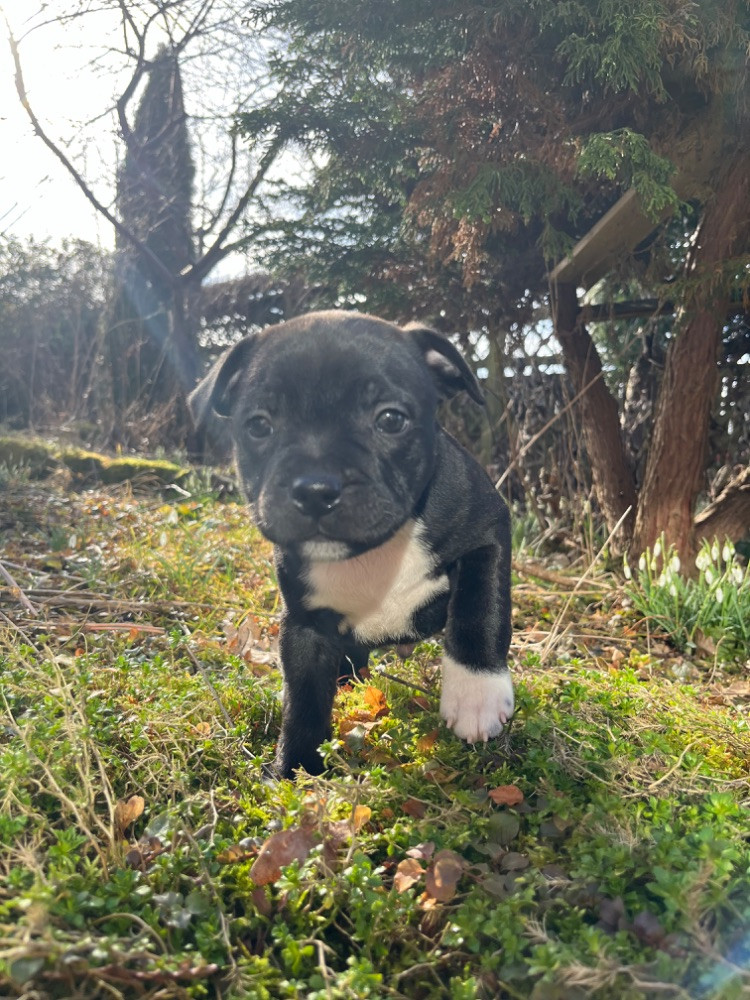 Thorondor