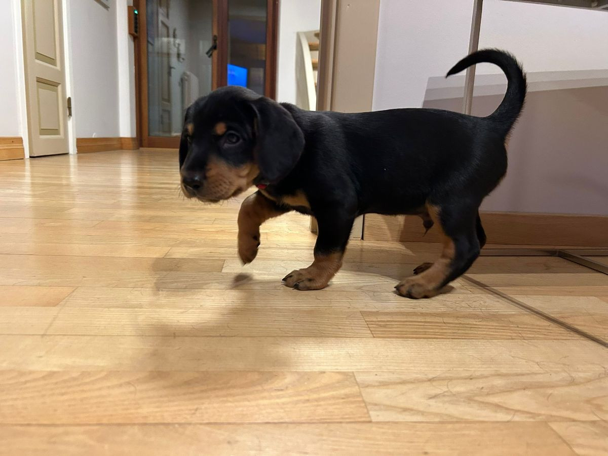 Slovensky Kopov · 2025-11-23 · Lund · Jaktliljans