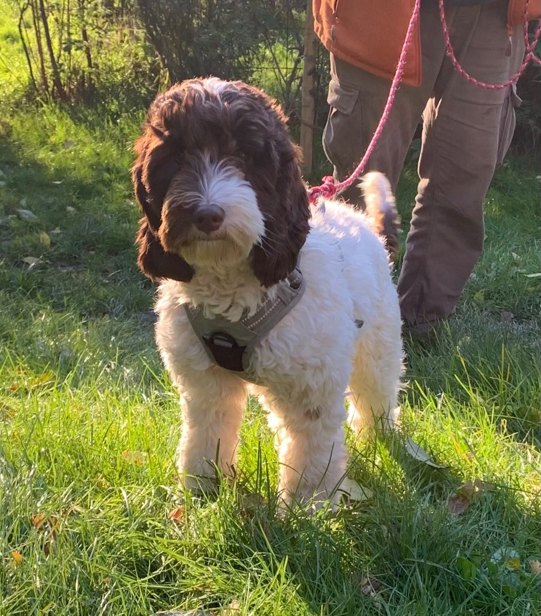 Australian Labradoodle