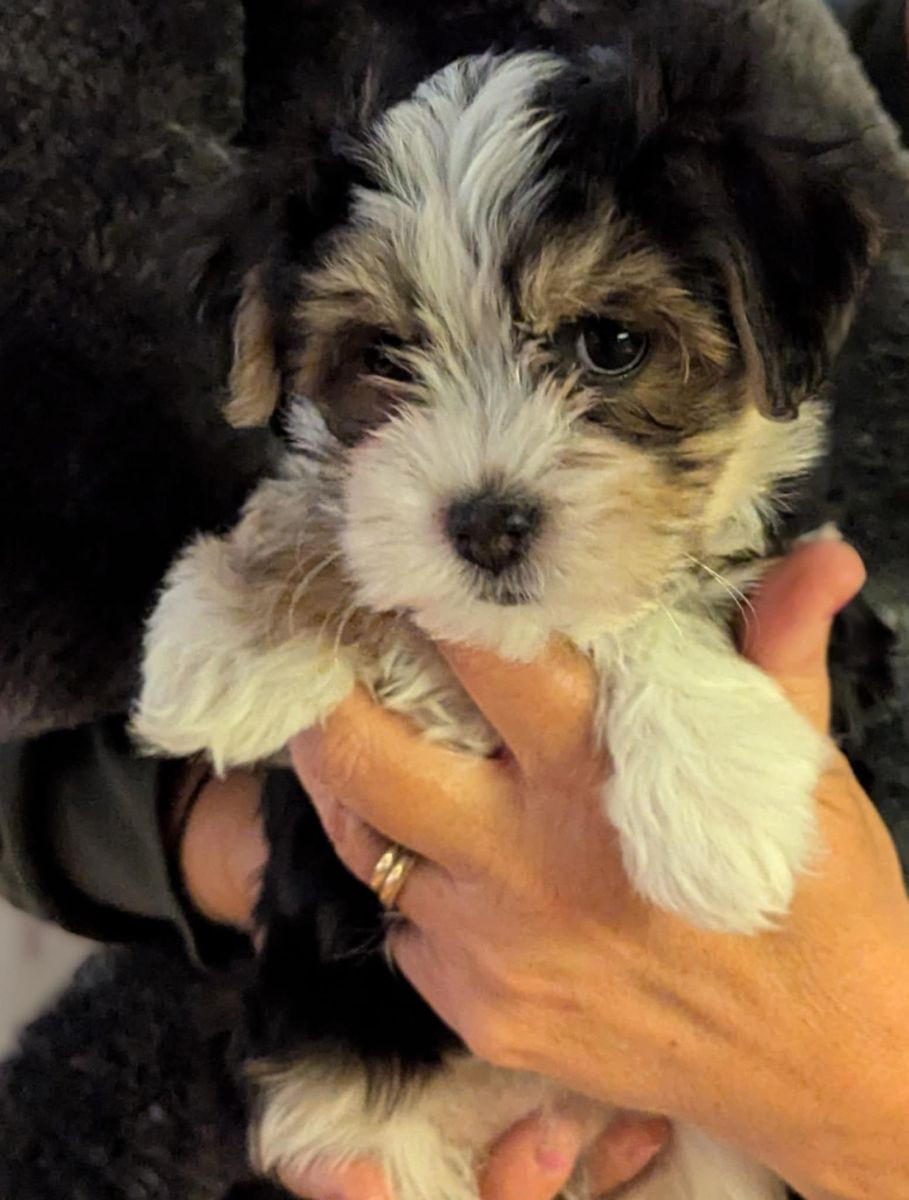 Havanese