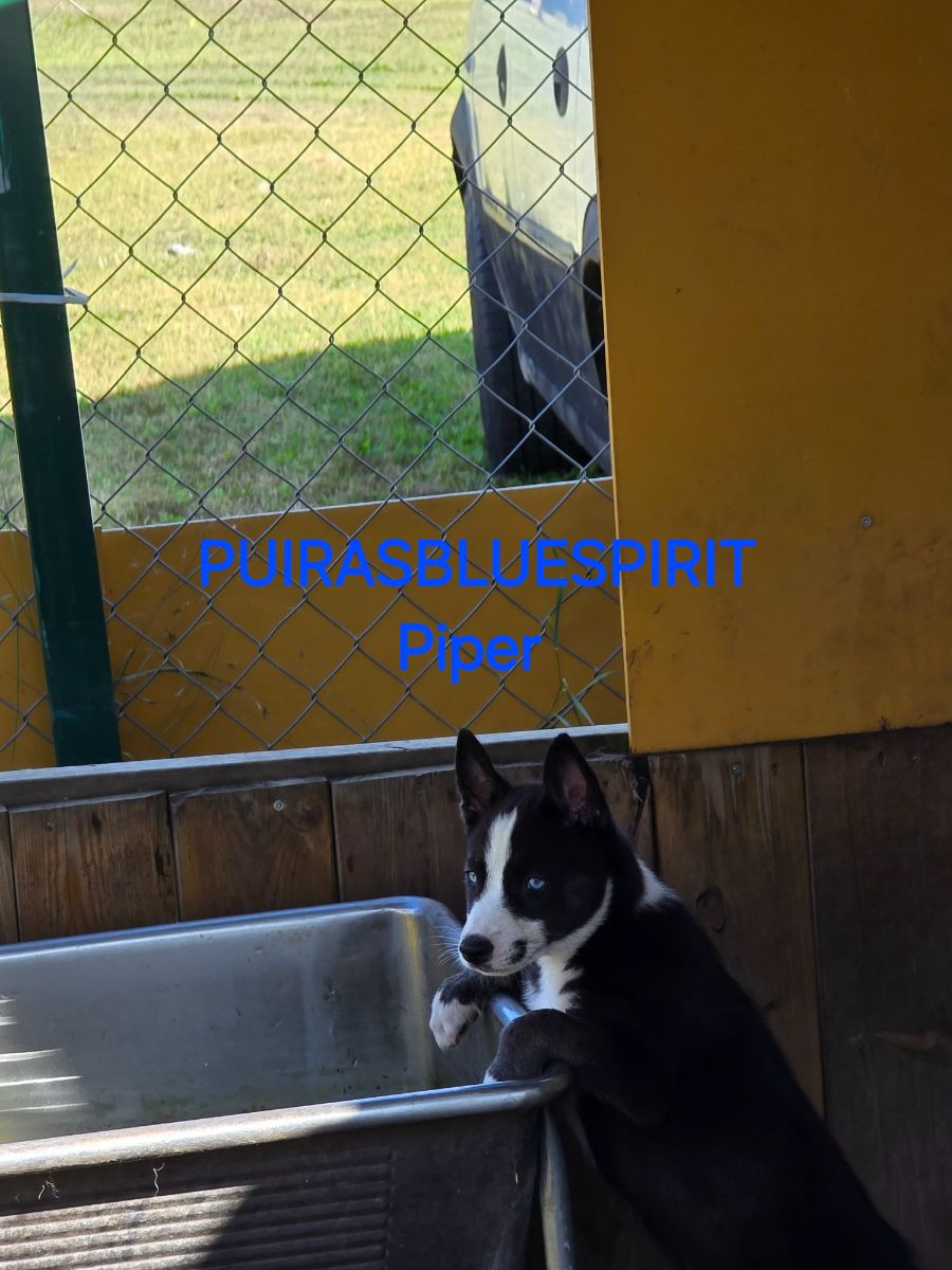 Piper