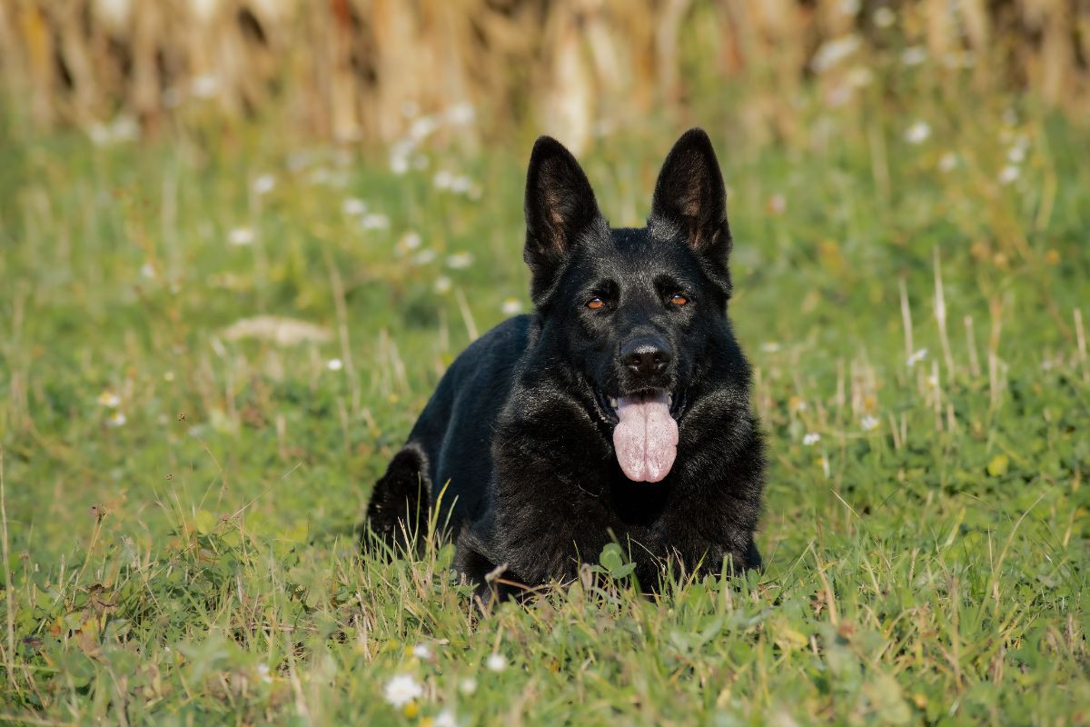 Kennel Snibor Anzi
