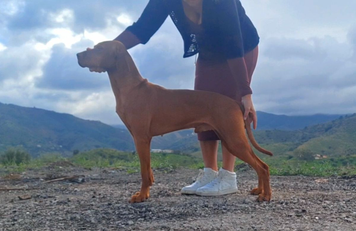 SE13690/2025 Szamosközi Vadász Abony