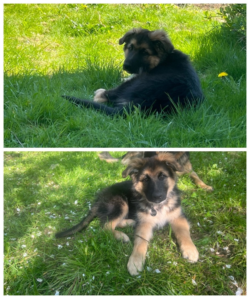 Schäfer/Shiloh schäfer