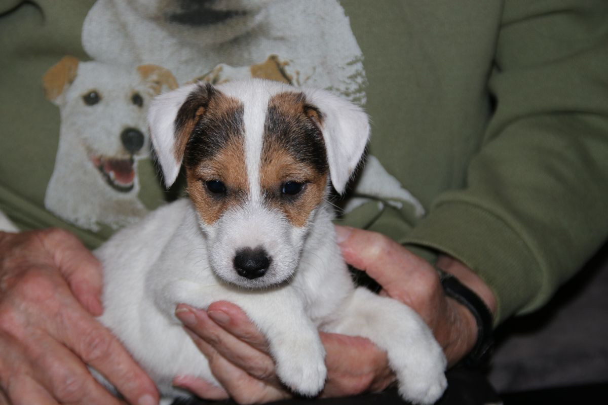 Jack Russell Terrier