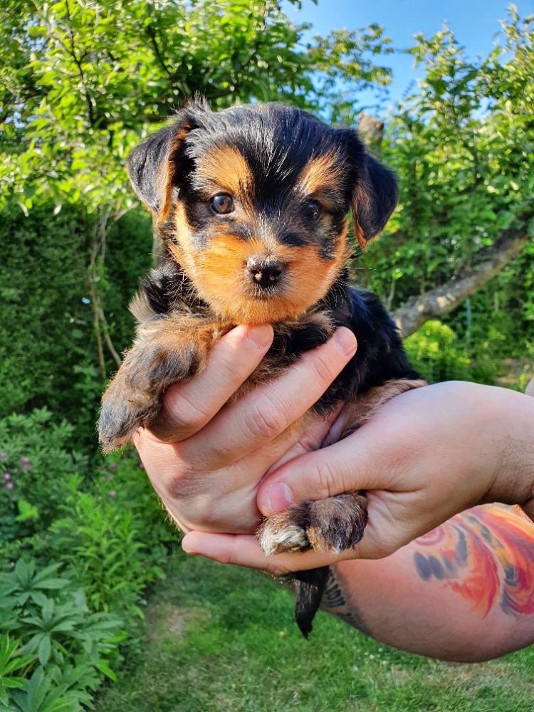 Bichon/Yorkie