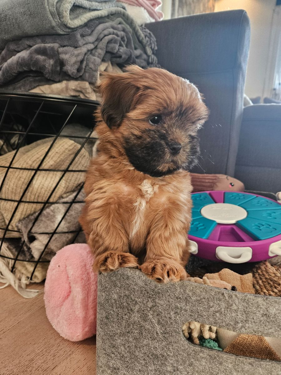 Lady tzu's