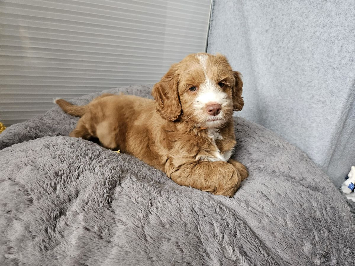 Truffelnose