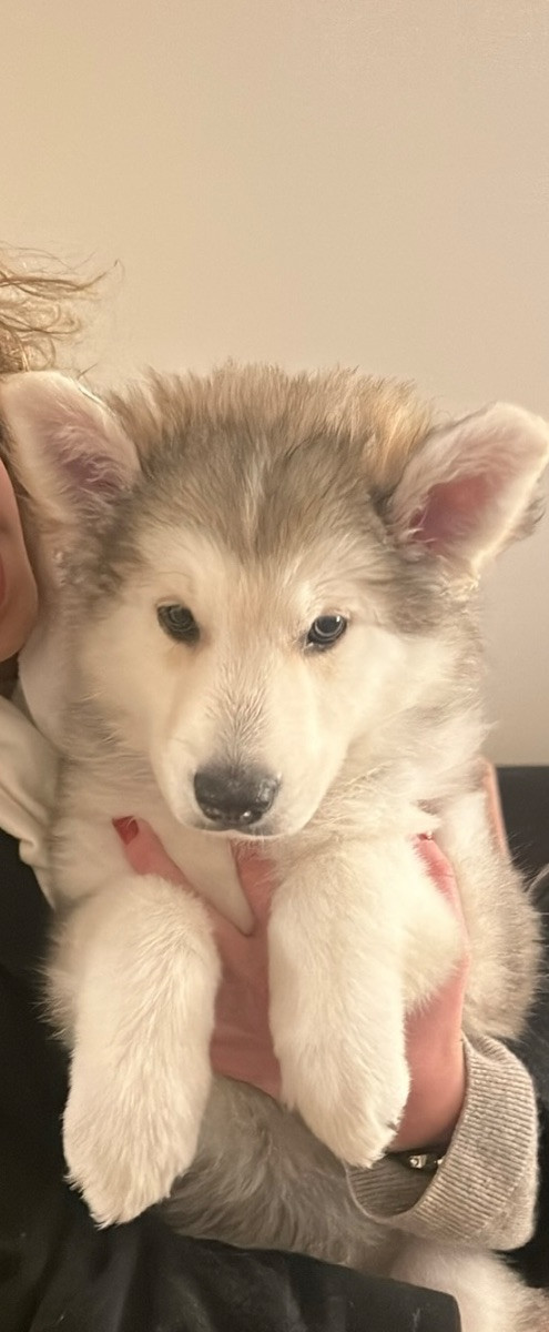 varghund och Siberian Husky · 2025-09-21 · Spånga · Kusay A.