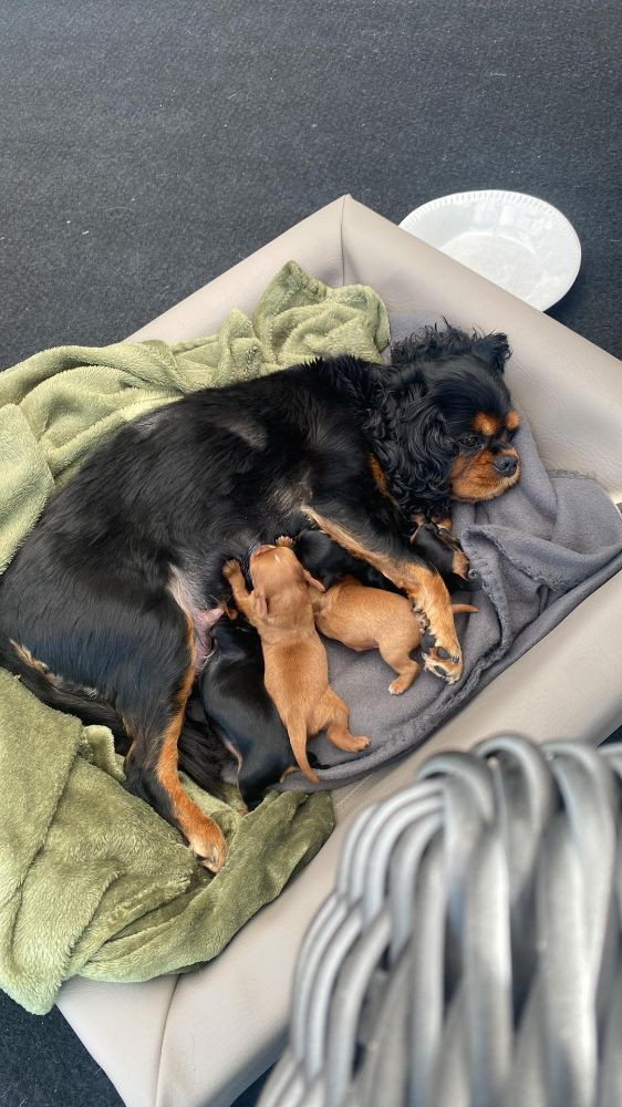 Hjortkvarns Cavapoo