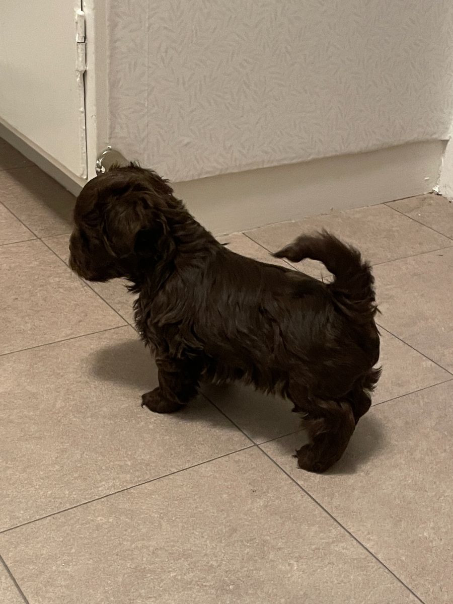 Russian Tsvetnaya Bolonka