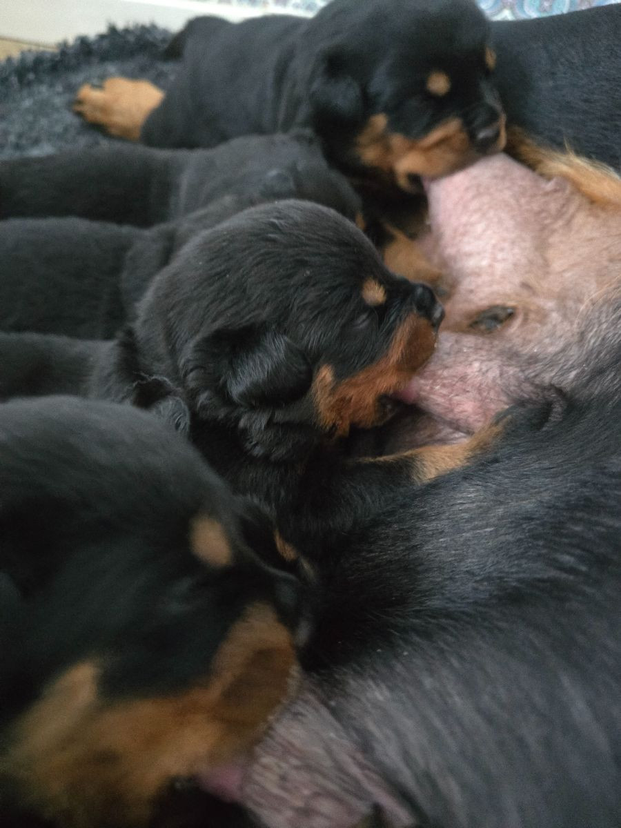 Levarotto's kennel