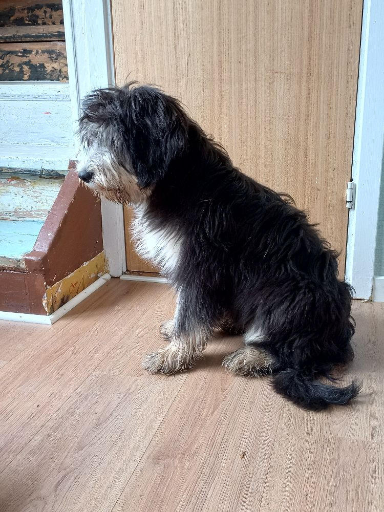 Polish Lowland Sheepdog