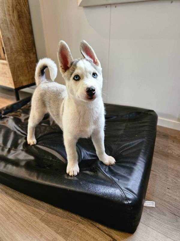 Siberian Husky