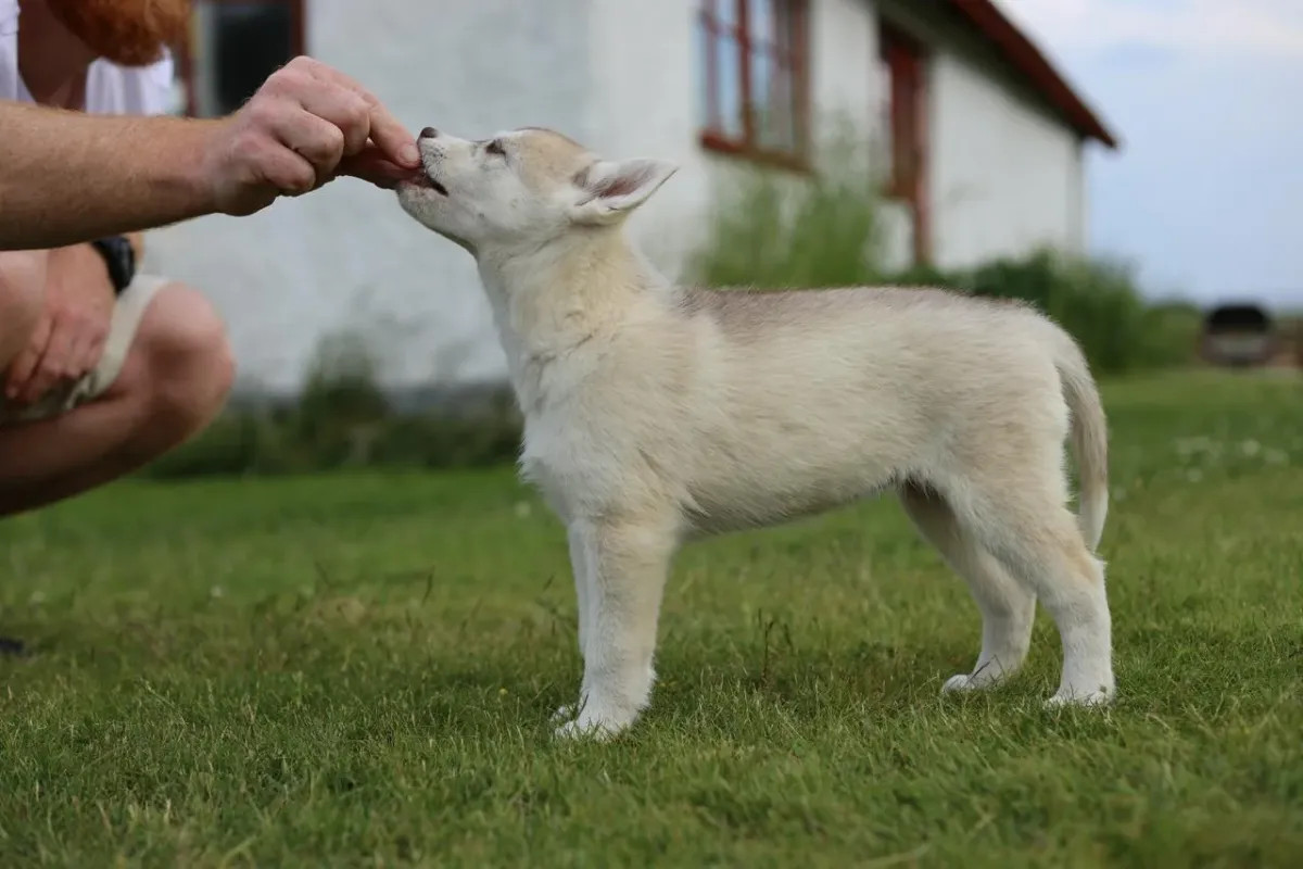 Siberian husky