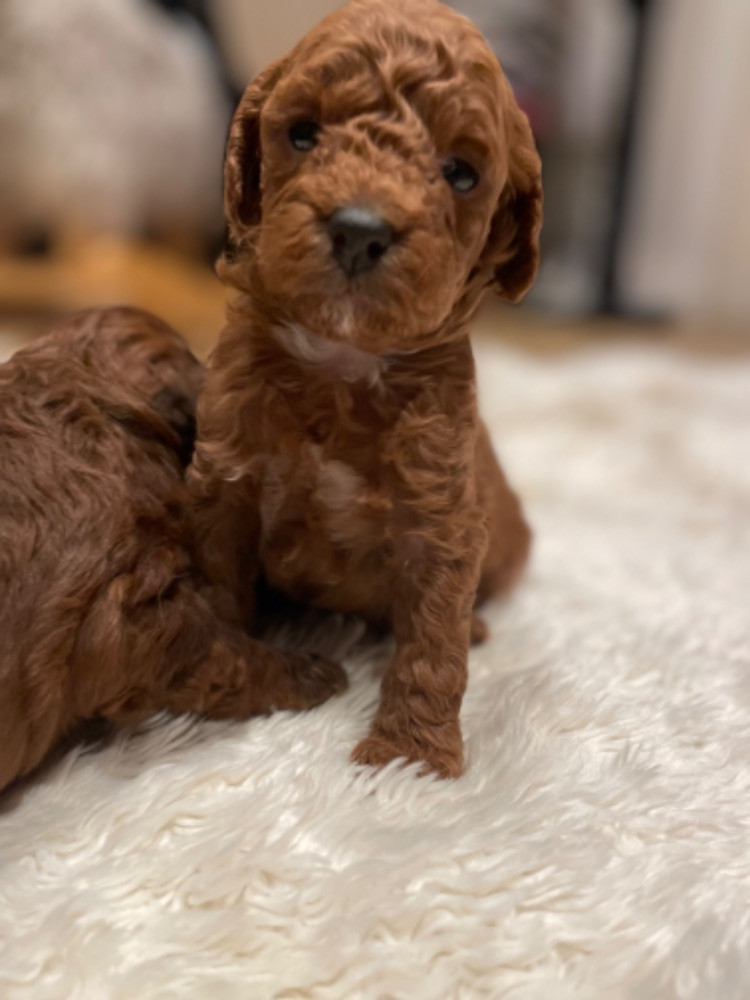 Miniature Poodle