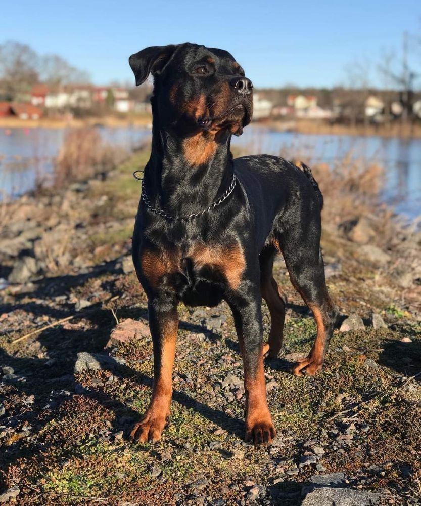 Rottweiler