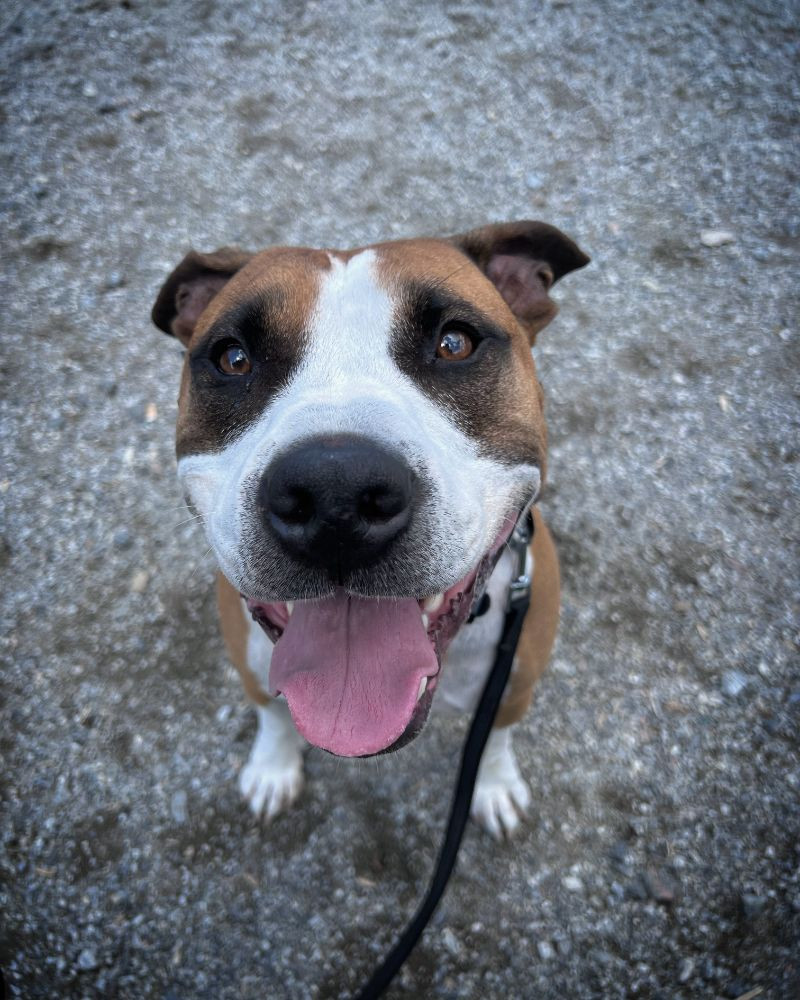American Staffordshire Terrier