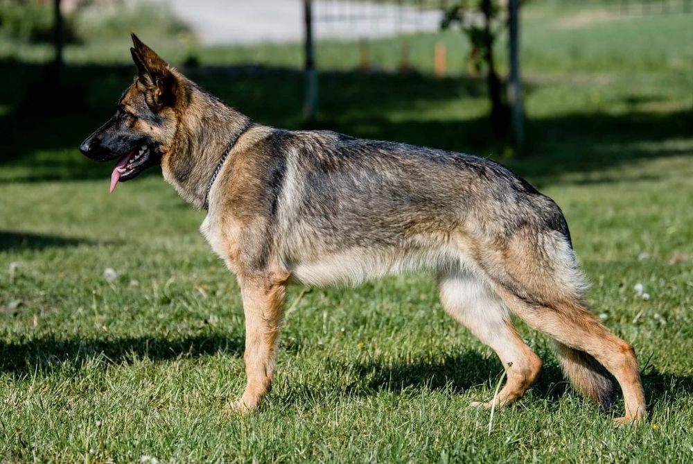 German Shepherd Dog