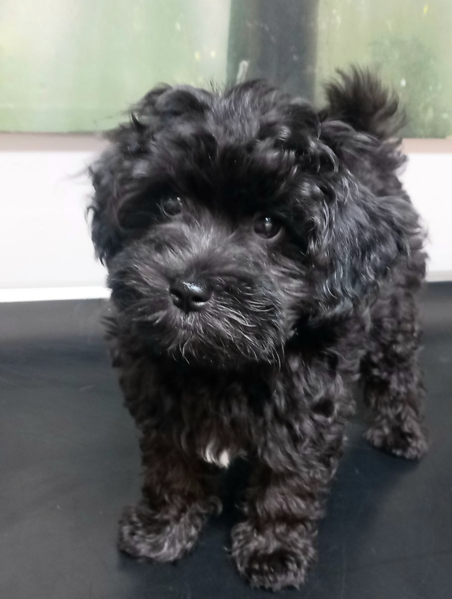 maltipoo- toy