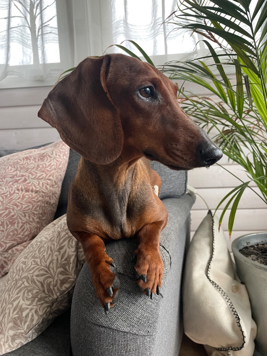 Steffantorpets
