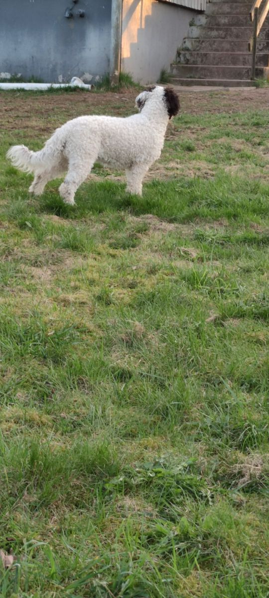 Spanish Water Dog (Perro de Agua Espanol)