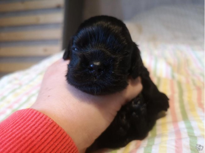 American Cocker Spaniel