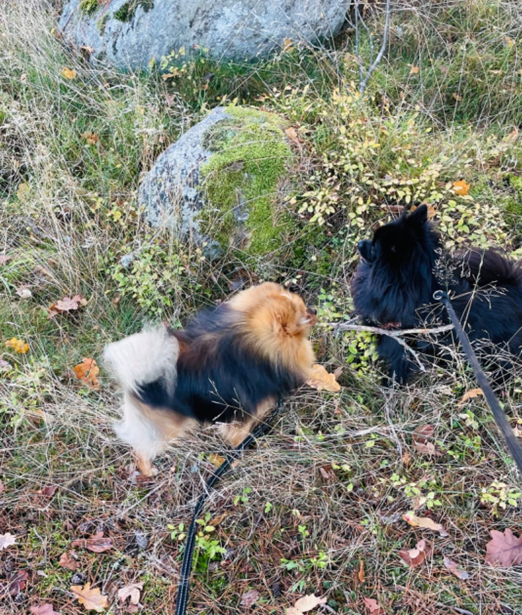 SE*ExoticJungleCats