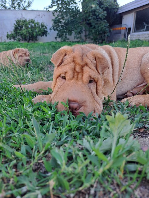 Shar Pei