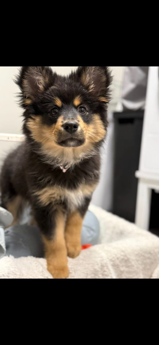 Finnish Lapphund