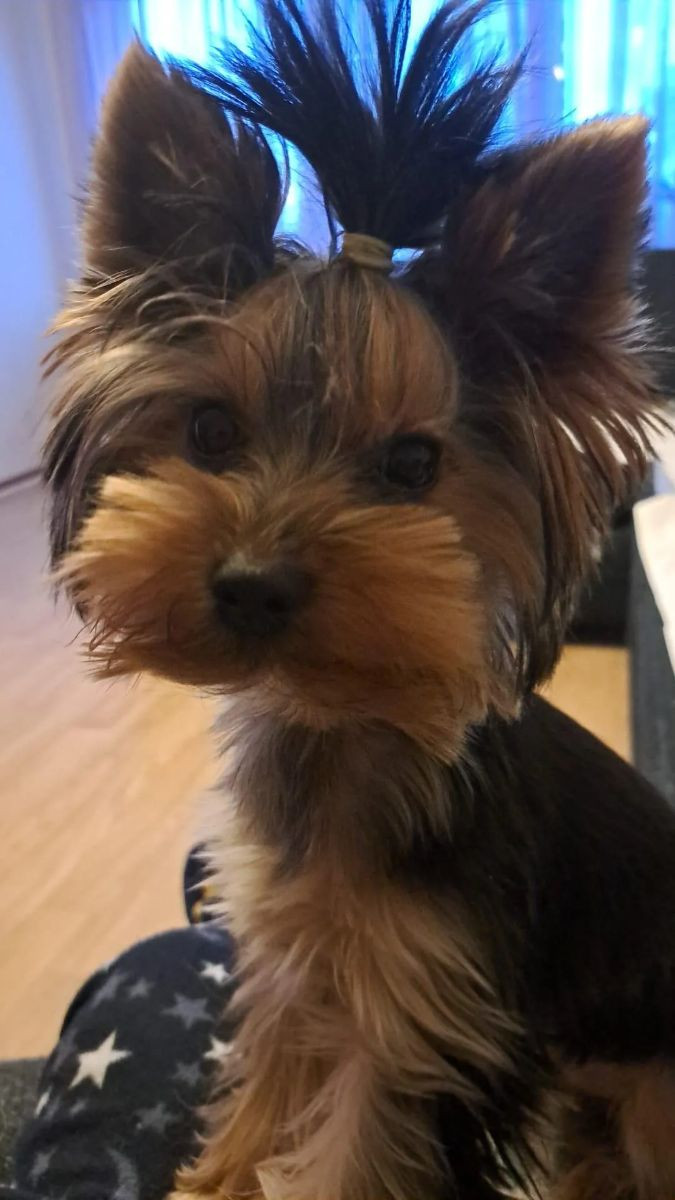 Yorkshireterrier