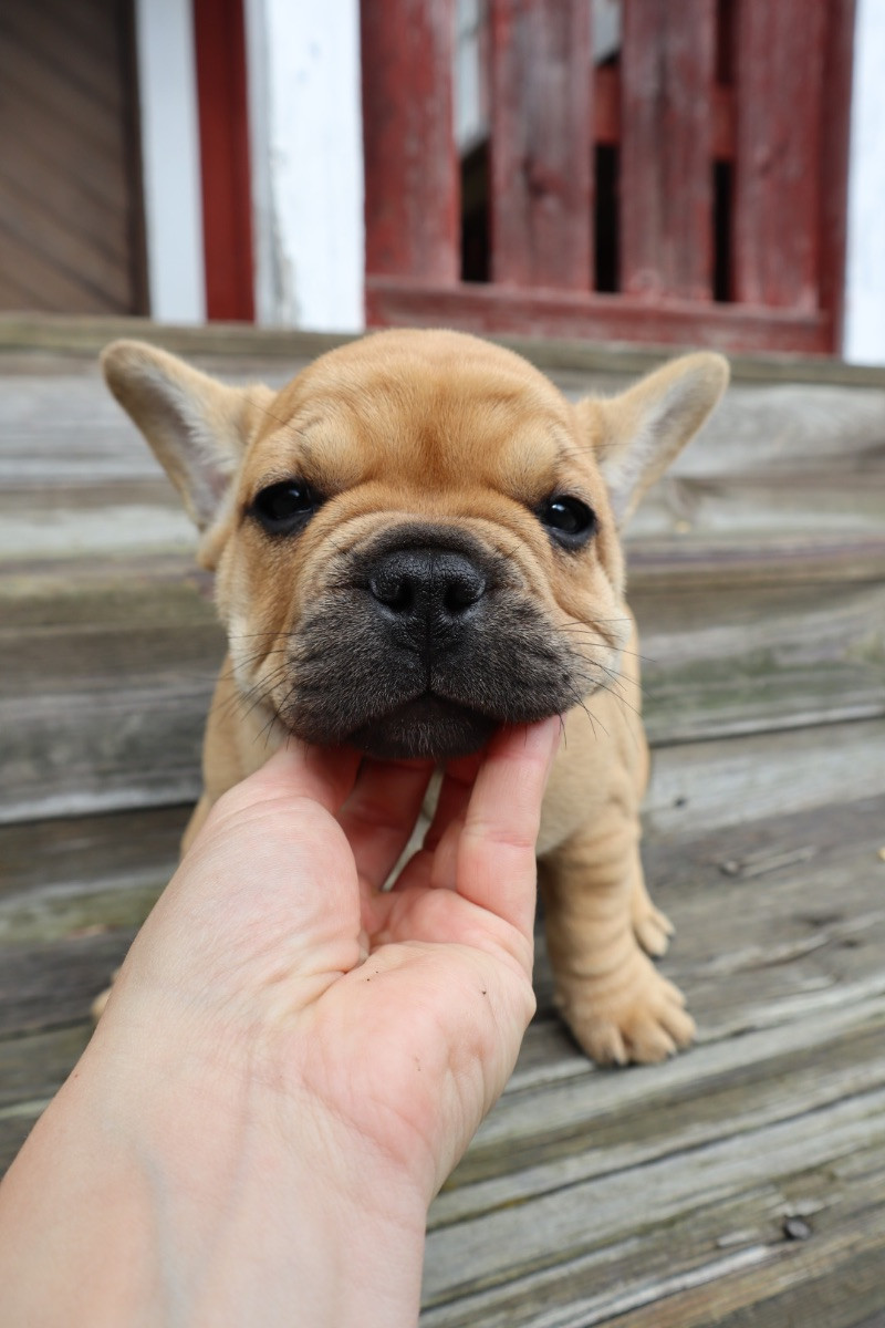 French Bulldog