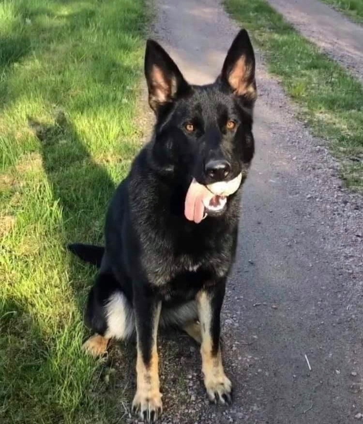 Schæferhund