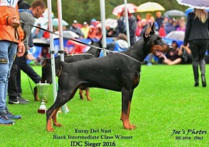 Dobermann