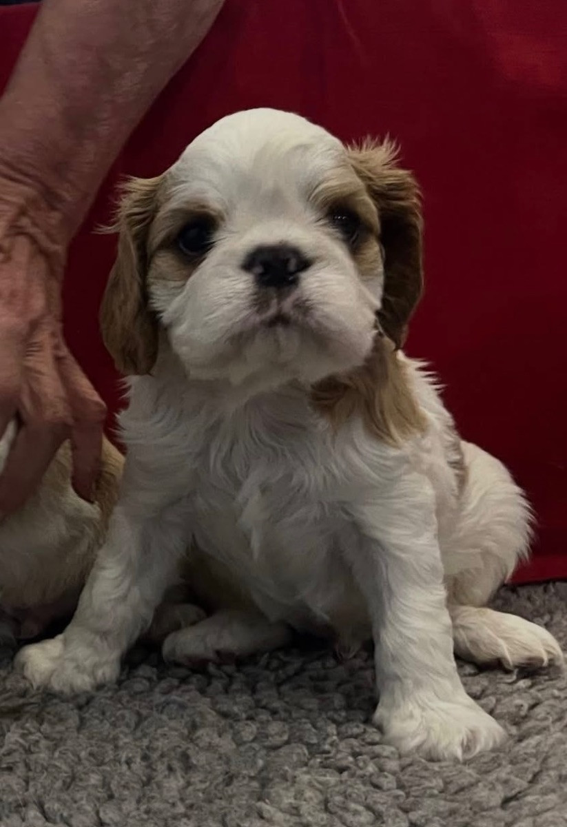 King Charles Spaniel