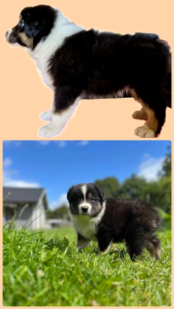 Mazikeens