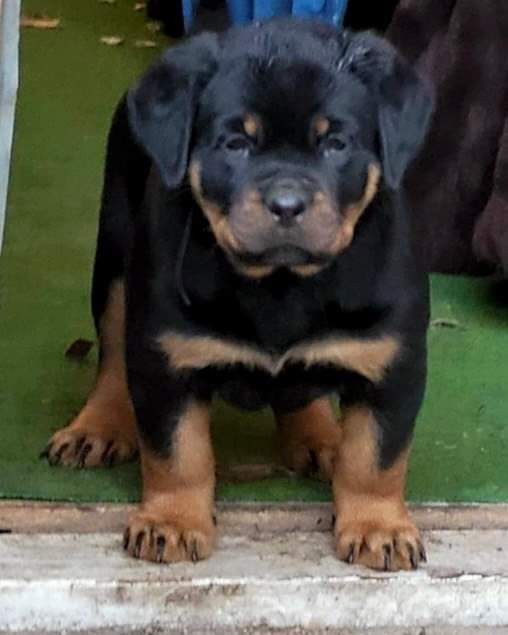 Balkan Iko’s Rottiss