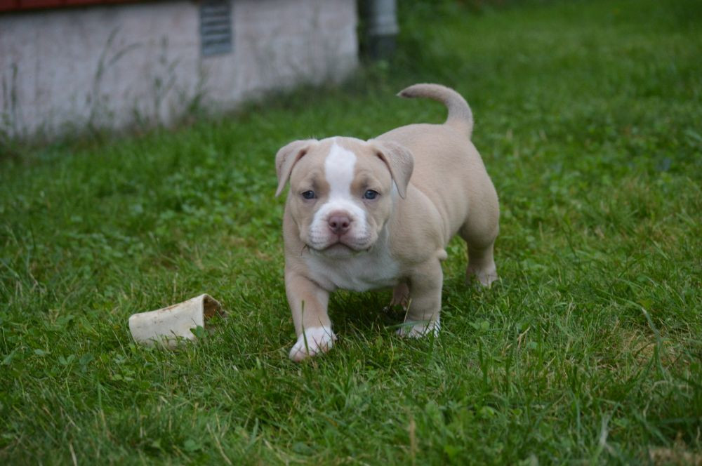 Redhouse Bully
