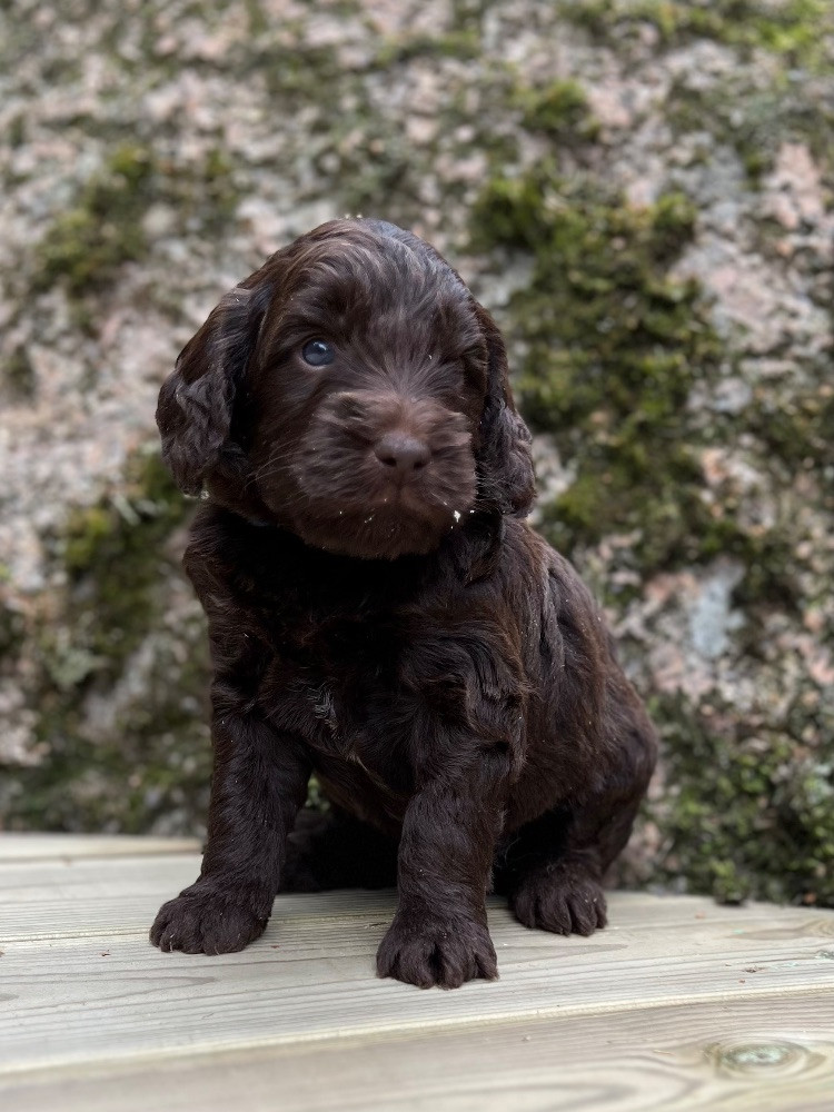 Isadoras Pudel och Cockerpoo