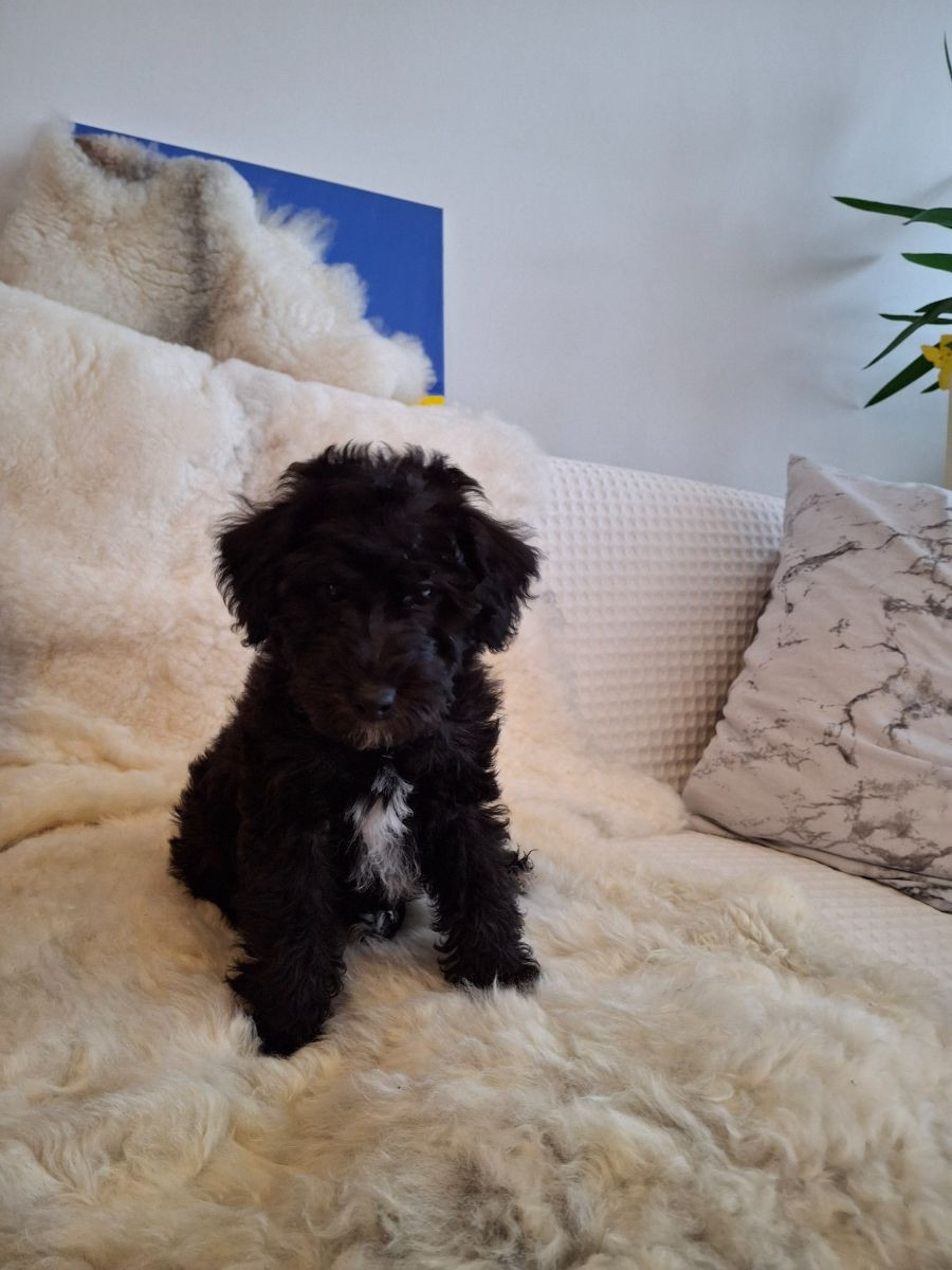 Maltipoo · 2025-09-07 · Mörbylånga · Dmytro K.