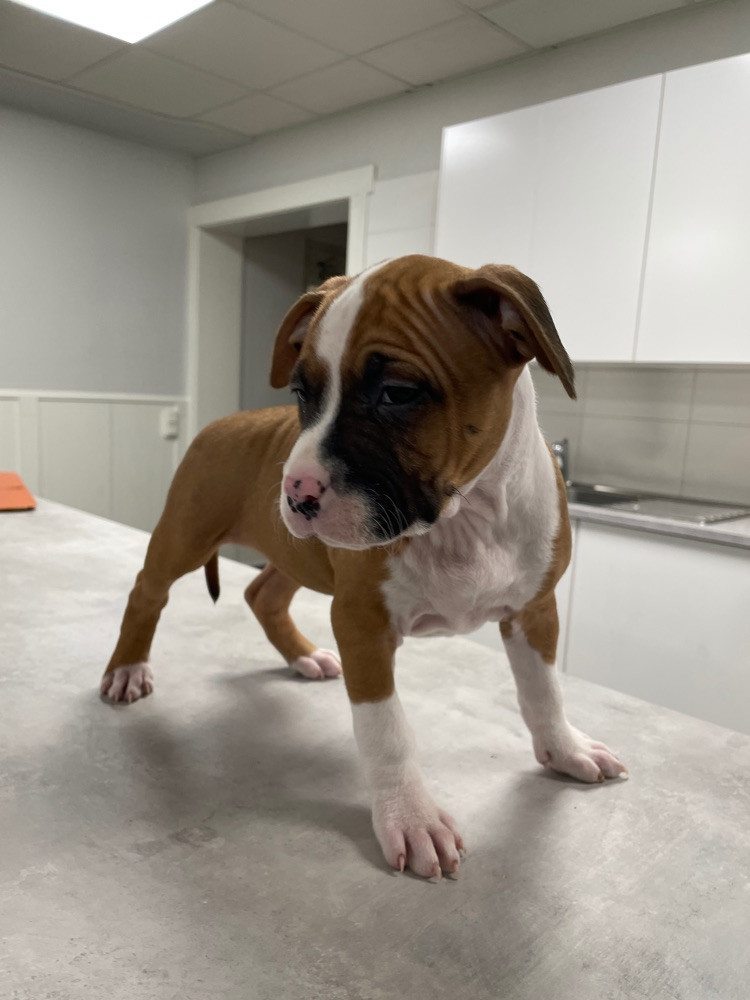 Patrick Nielsen Amstaff