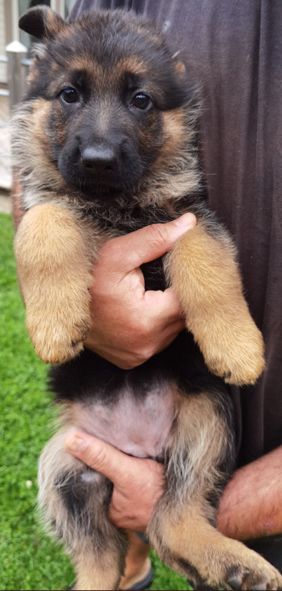 German Shepherd Dog