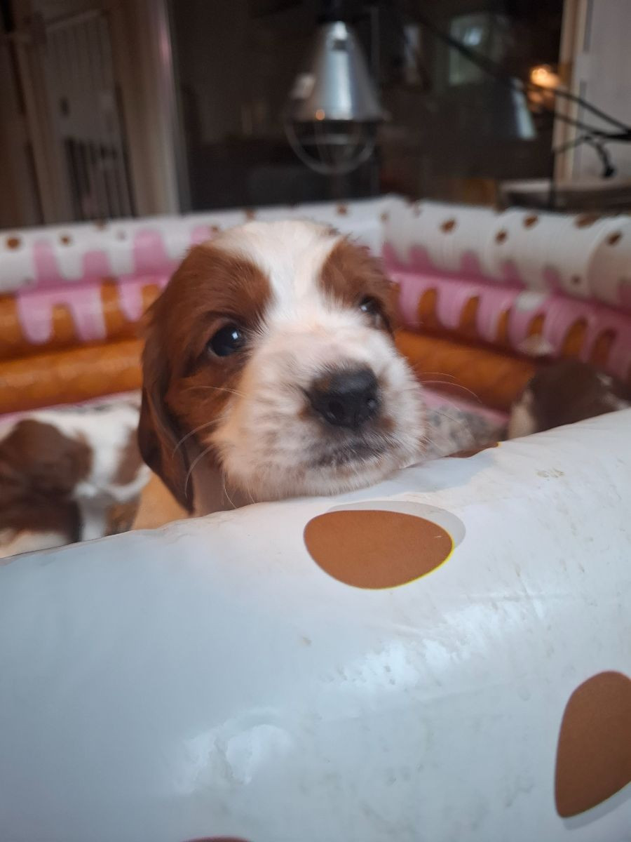 Welsh Springer Spaniel