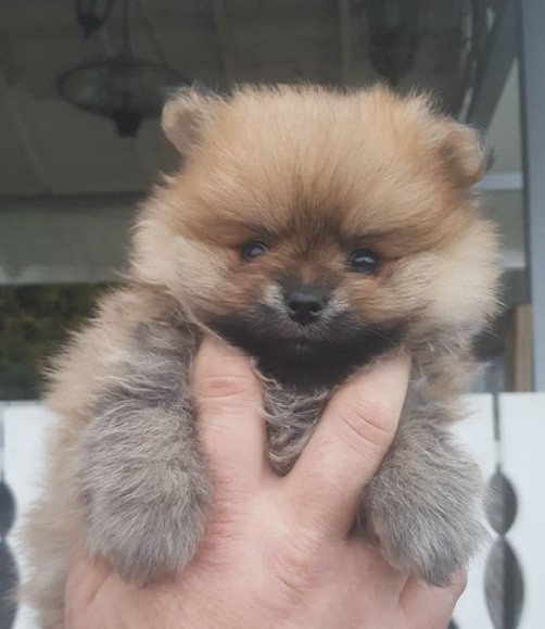 German Spitz – Kleinspitz