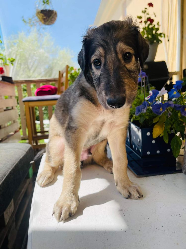 Borzoi