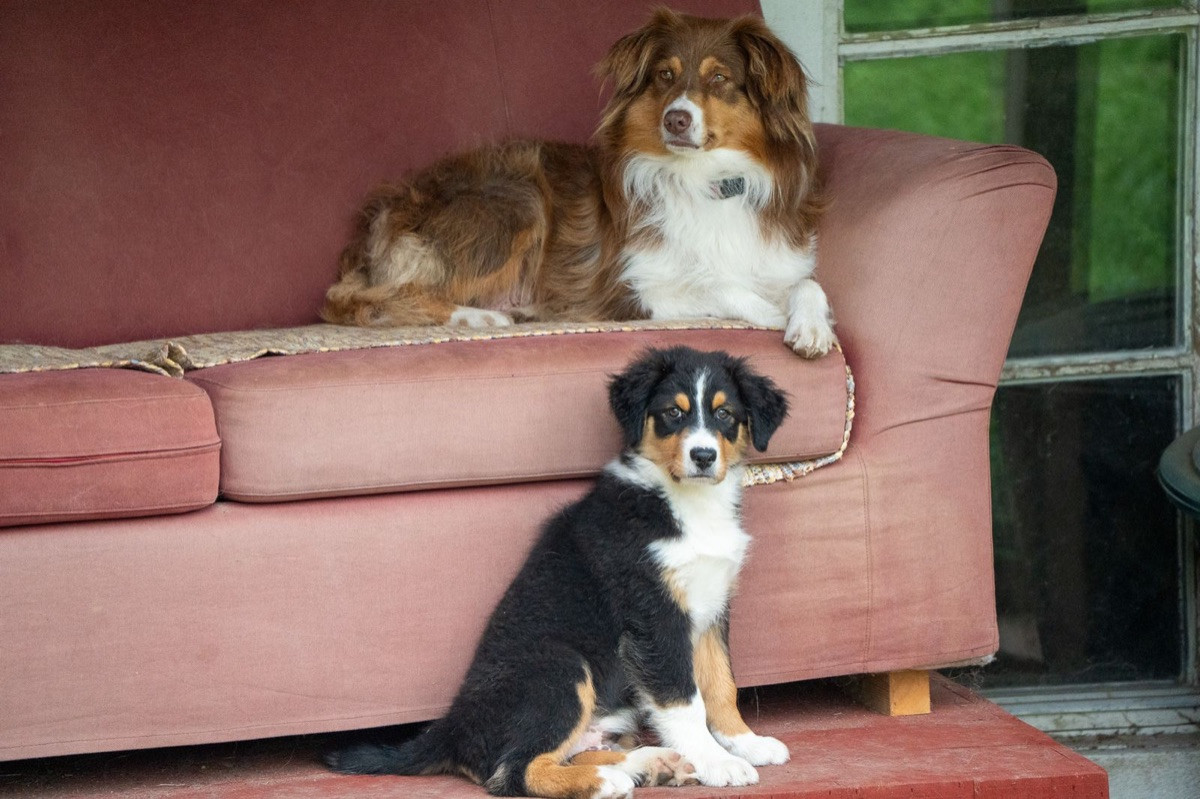 Maple Force Aussies